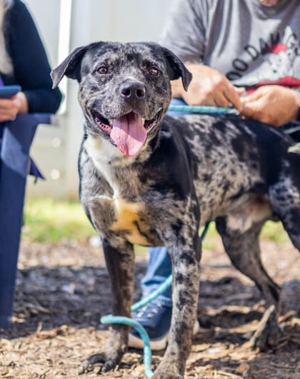 Photo of Veltrix, adoptable dog in Chamblee, Georgia