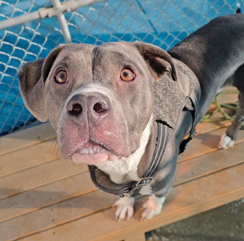 Photo of Sarah, adoptable Pit Bull Terrier in Bakersfield, California
