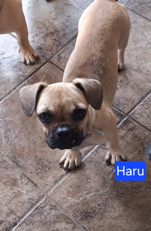 Photo of Haru, adoptable French Bulldog in San Diego, California