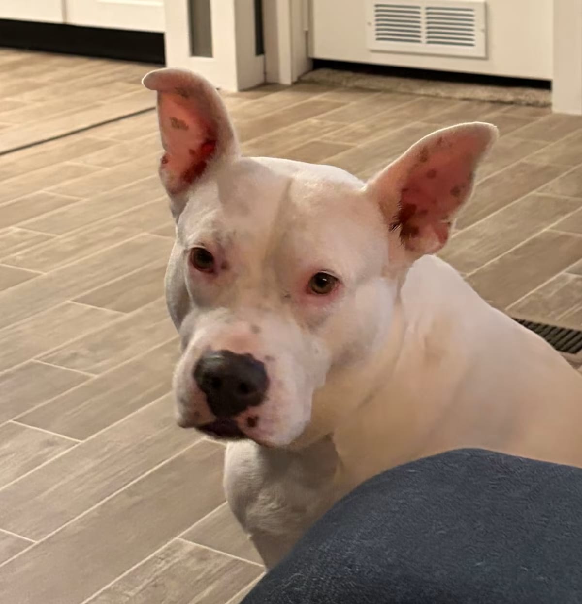 Photo of Lexi, adoptable American Bulldog/American Staffordshire Terrier in Bedminster, New Jersey