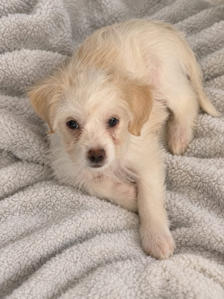 Photo of Jasmine, adoptable Maltese in Eugene, Oregon
