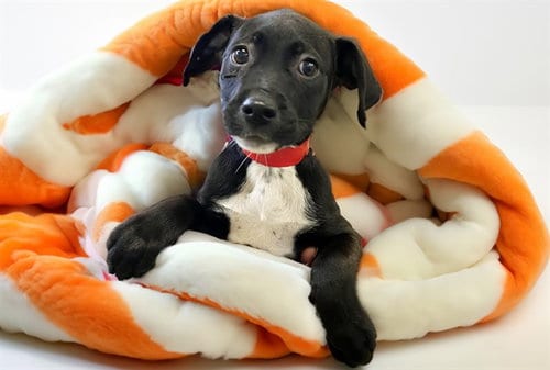 Photo of Xwing, adoptable American Bulldog in Ft Lauderdale, Florida