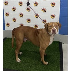 Photo of Ray, adoptable Mixed Breed (Medium) in Land O'Lakes, Florida