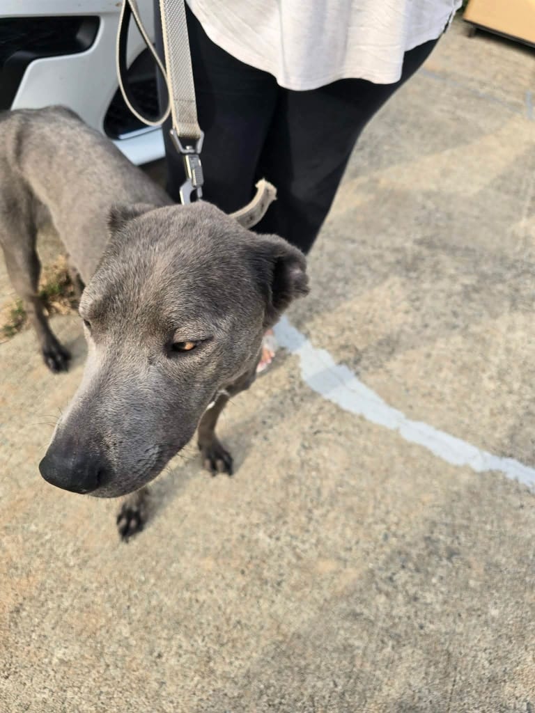 Photo of Ace Bandit, adoptable Weimaraner in Arkansas