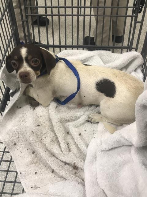 Photo of A432928, adoptable Chihuahua in Conroe, Texas