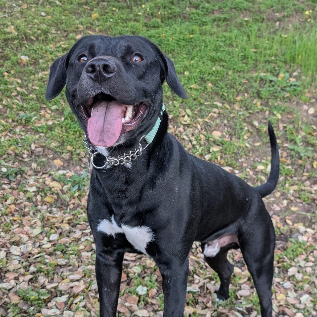 Photo of Vesper, adoptable Mixed Breed (Medium) in San Francisco, California