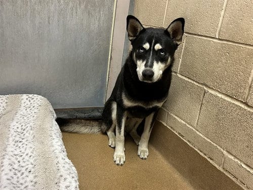 Photo of Leonardo, adoptable Siberian Husky in Martinez, California