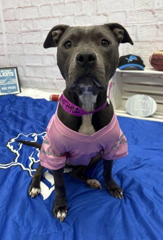 Photo of Cece Carter, adoptable Pit Bull Terrier in Detroit, Michigan
