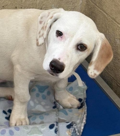 Photo of Daisy, adoptable Basset Hound in Waverly, Tennessee