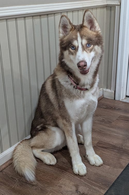 Photo of Timber, adoptable Husky in Lexington, South Carolina