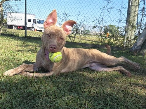 Photo of Brookie, adoptable Pit Bull Terrier in Panama City, Florida