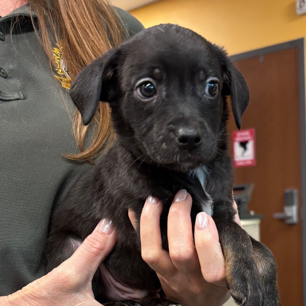 Photo of Pasha, adoptable Terrier, Jack Russell / Shepherd, Australian in Bend, Oregon