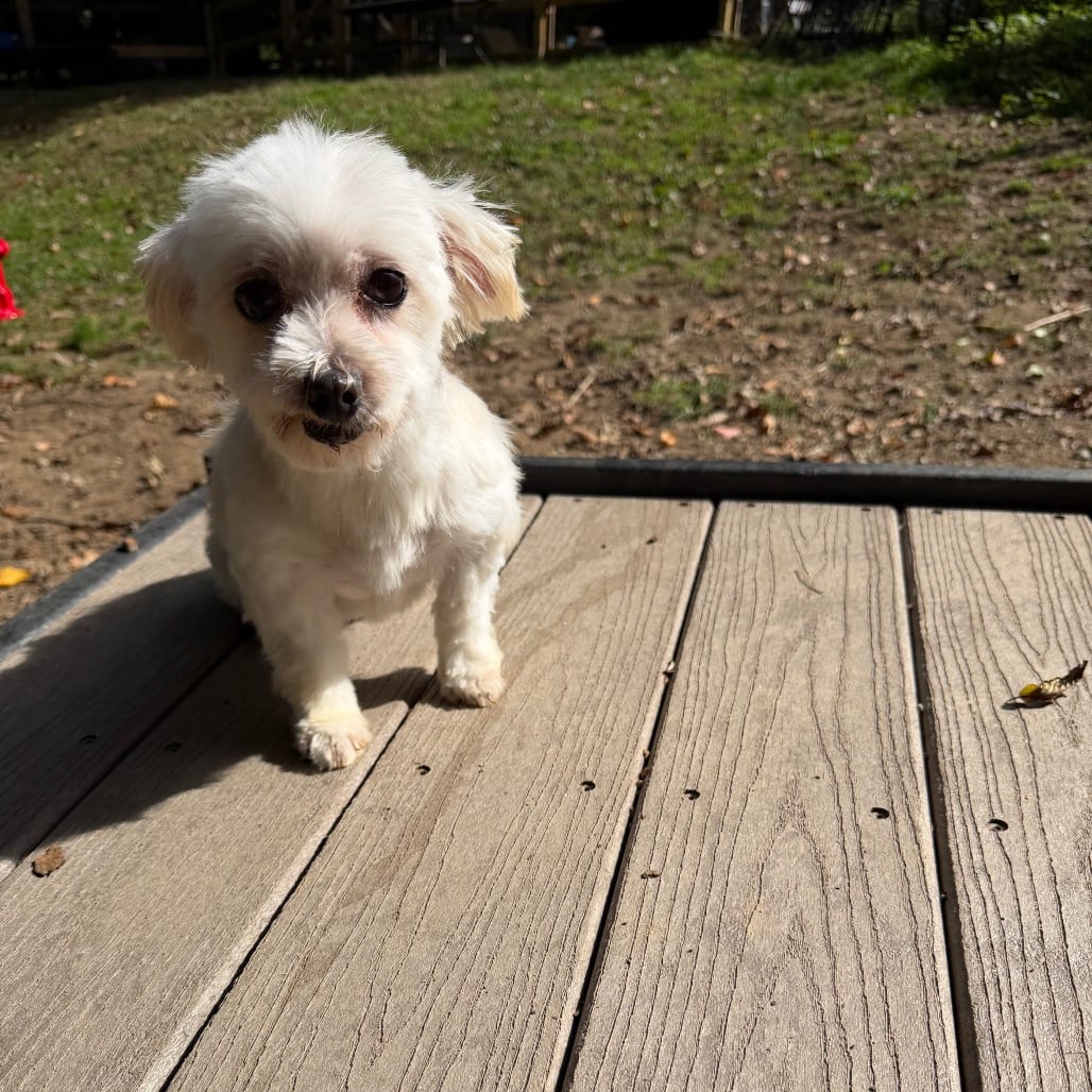 Photo of Ellie, adoptable Maltese in West Chester, Pennsylvania