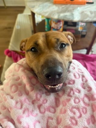 Photo of Apple Strudel, adoptable dog in Baltimore, Maryland