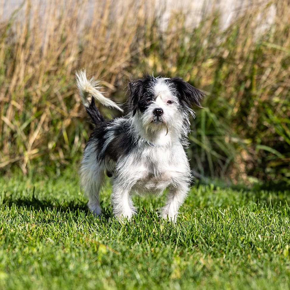 Photo of Furgus, adoptable Chihuahua / Shih Tzu in Council Bluffs, Iowa