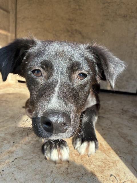 Photo of Senior Border Collie mix, adoptable Border Collie mix in Oklahoma City, Oklahoma