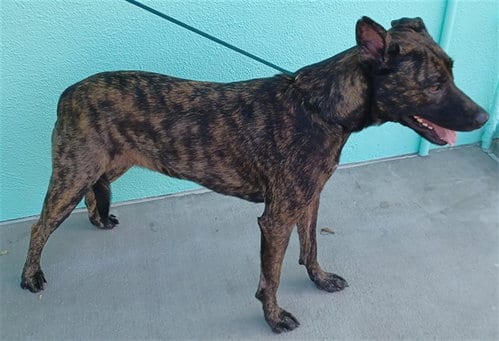 Photo of Phoenix, adoptable Dutch Shepherd in Baldwin Park, California