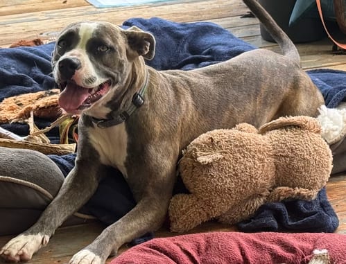 Photo of Brie, adoptable American Staffordshire Terrier in Atlanta, Georgia