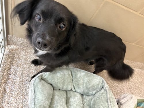 Photo of Poe, adoptable Chihuahua in Pueblo, Colorado