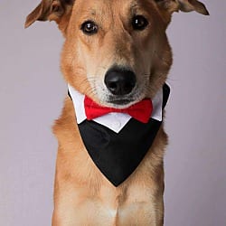 Photo of Cole, adoptable Saluki Retriever (Unknown Type) in Round Hill, Virginia