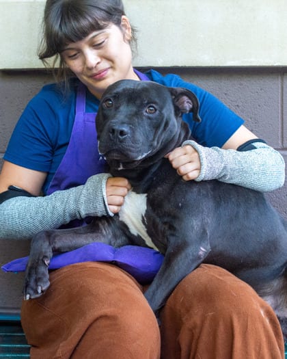 Photo of Sparkler, adoptable dog in Chamblee, Georgia