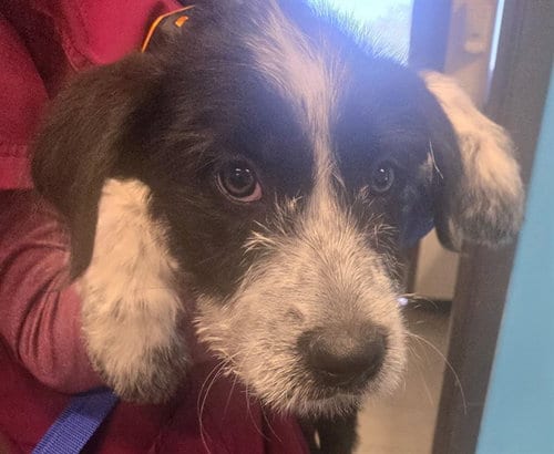 Photo of A171341, adoptable Terrier in Bakersfield, California