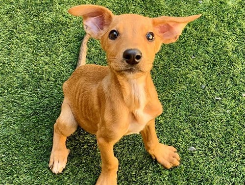 Photo of Ditto, adoptable Labrador Retriever in Moreno Valley, California