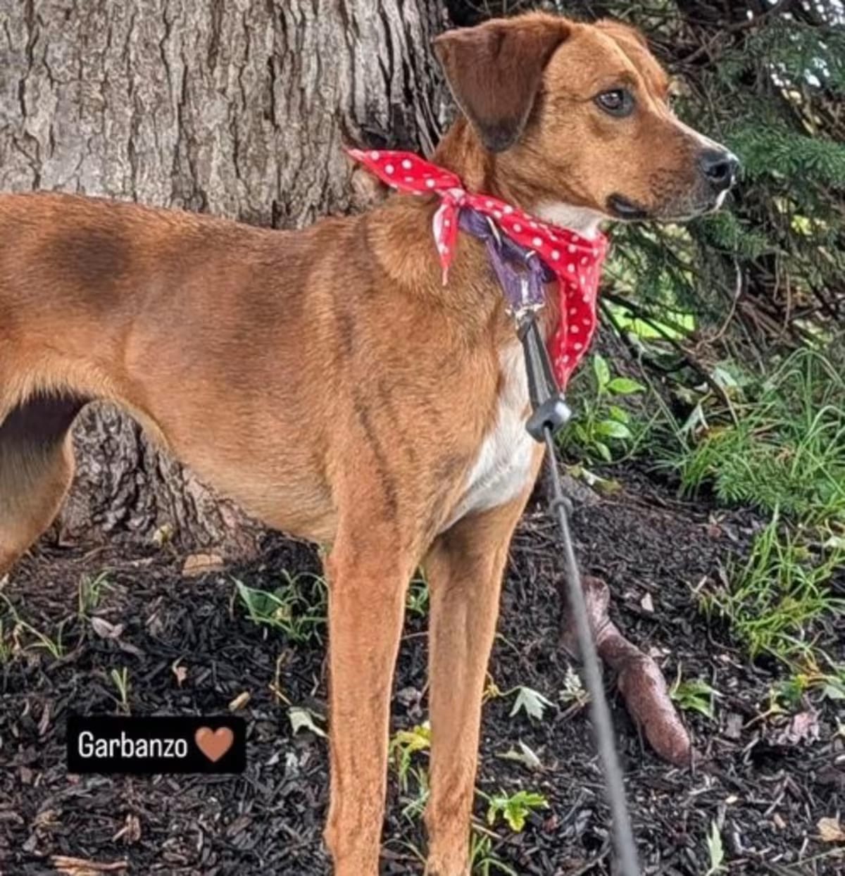 Photo of Barbie, adoptable Redbone Coonhound in Westwood, New Jersey