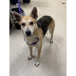 Photo of Daisy, adoptable German Shepherd Dog in Jurupa Valley, California