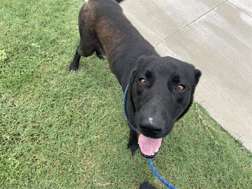 Photo of Ziggy Stardust, adoptable Labrador Retriever in Waco, Texas