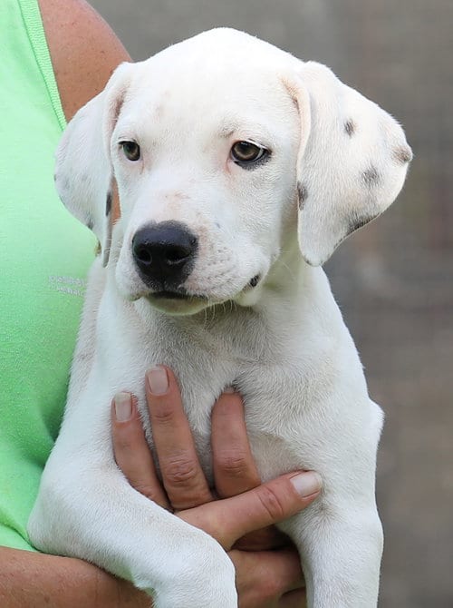 Photo of Washington, adoptable American Staffordshire Terrier in North Fort Myers, Florida