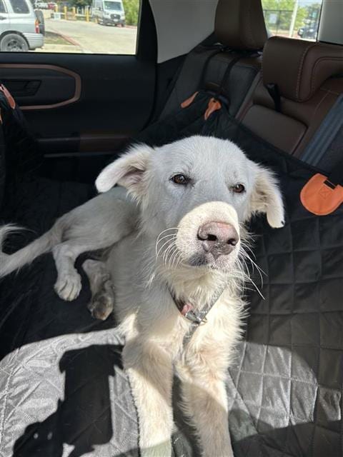 Photo of Goldi Locks, adoptable Golden Retriever in San Antonio, Texas