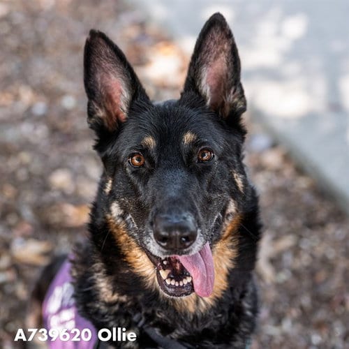 Photo of Ollie, adoptable German Shepherd Dog in Sacramento, California