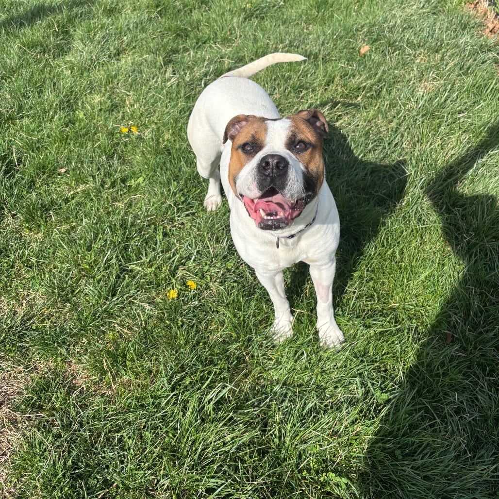Photo of Cassie, adoptable Boxer in Waynesboro, Pennsylvania