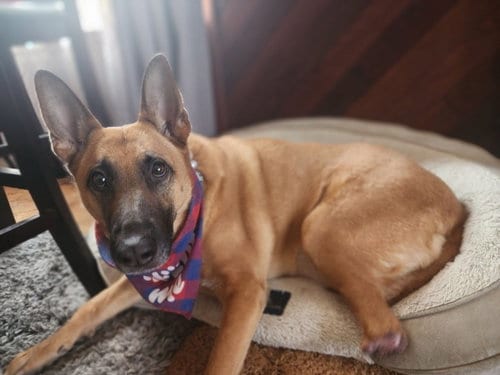Photo of Aura, adoptable German Shepherd Dog in Hayward, California