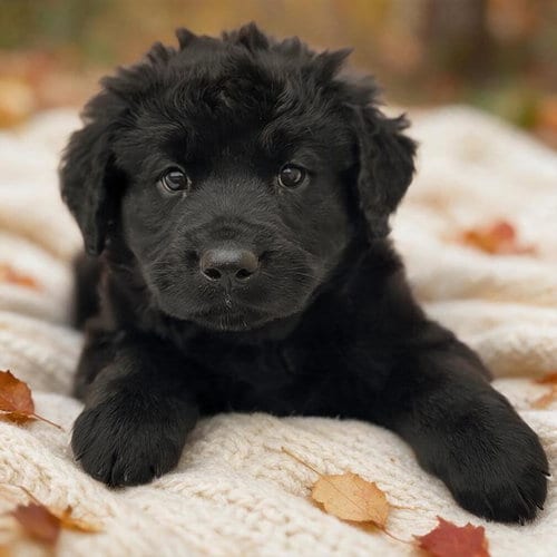 Photo of Book Pup - Fancy Pants, adoptable Labrador Retriever in San Diego, California