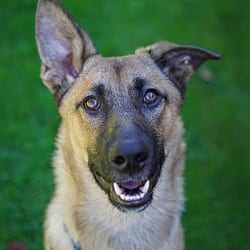 Photo of River, adoptable German Shepherd Dog Labrador Retriever in Vancouver, Washington