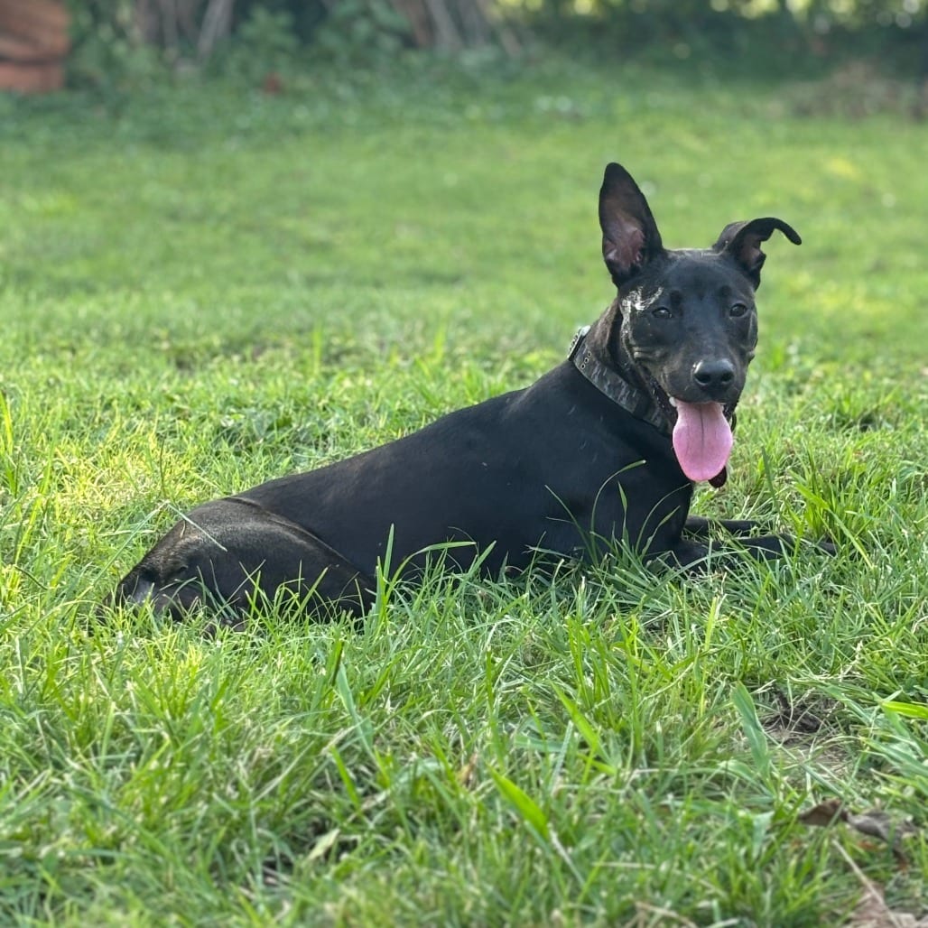 Photo of Burrata, adoptable Mixed Breed (Medium) in St. Louis, Missouri