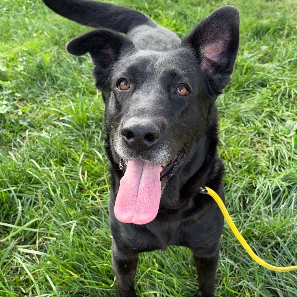Photo of Boo, adoptable Retriever, Labrador / Mix in California, California