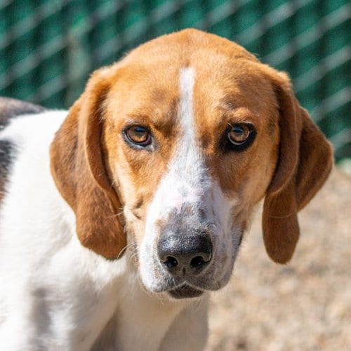 Photo of Kevin, adoptable Hound in Hilton Head, South Carolina