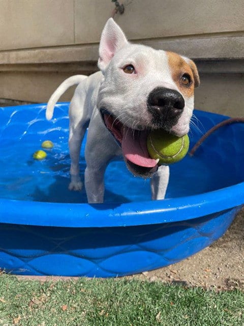 Photo of Zander, adoptable Pit Bull Terrier in Sacramento, California