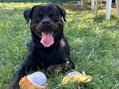 Photo of Bane, adoptable Rottweiler in Mooresville, North Carolina
