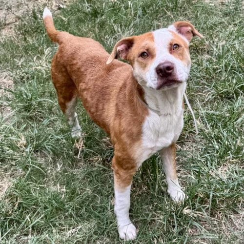 Photo of Benny, adoptable Staffordshire Bull Terrier in Houston, Texas