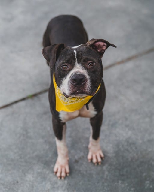 Photo of Bibby, adoptable Terrier mix in Miami, Florida
