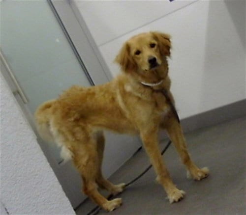 Photo of Bailey, adoptable Golden Retriever in Mesa, Arizona