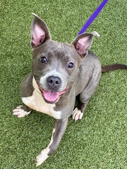 Photo of Pebble, adoptable Pit Bull Terrier in Fayetteville, North Carolina