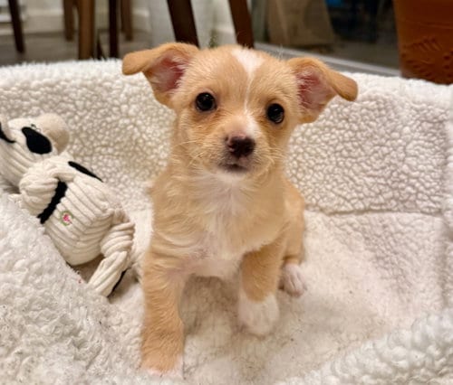 Photo of Truvy, adoptable Chihuahua in Romoland, California