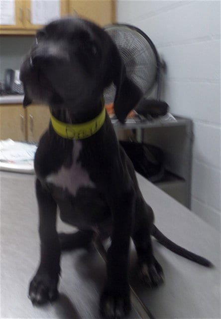 Photo of Drayden, adoptable Pit Bull Terrier in Augusta, Georgia