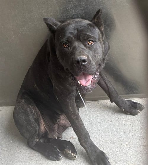 Photo of Coco, adoptable Cane Corso Mastiff in Lancaster, California