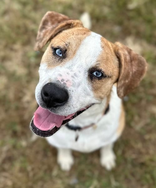 Photo of Nyla "Ronnie, adoptable American Pit Bull Terrier in Evansville, Indiana